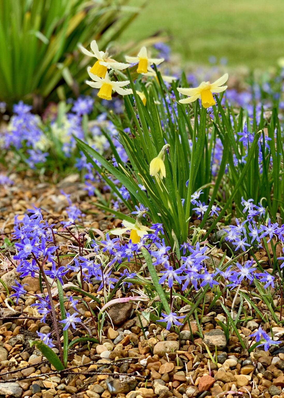 Early Spring Beauty In Gravel - Denmans Garden