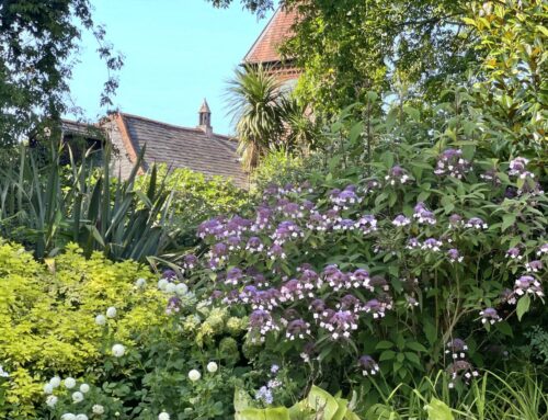 Plant of the Month:  Rough Leaved Hydrangea