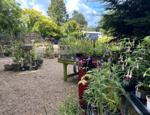 Jonathan Arnold reflects on this summer at Denmans Garden and the development of the Plant Centre and Denmans Garden Nursery