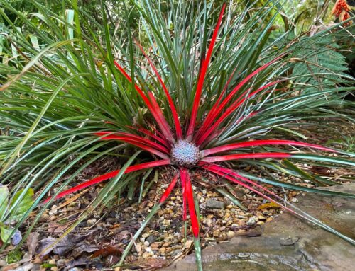 Plant of the Month:  Crimson Bromeliad