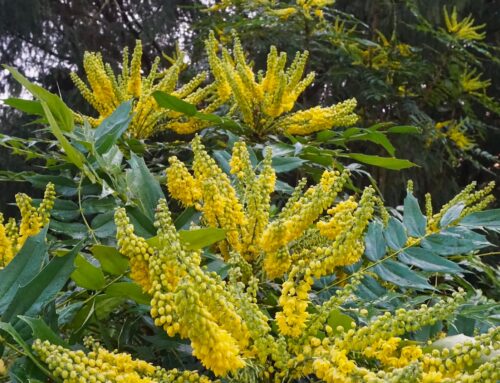 Plant-of-the-Month:  Mahonia