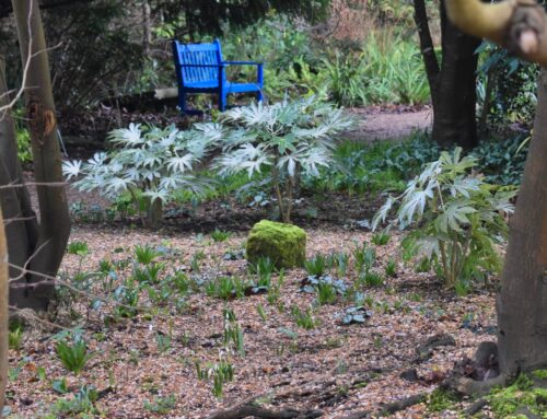 Plant-of-the-Month: Fatsia japonica ‘Spider’s Web’