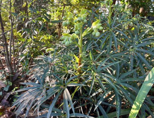 Plant-of-the-Month:  The Stinking Hellebore