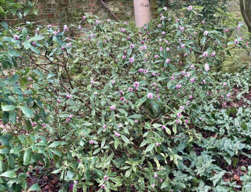 Plant-of-the-Month:  Daphne odora ‘Marginata’